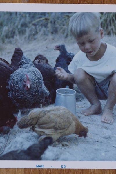 Child feeding chickens